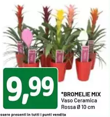 Bromelie Mix Bromelie Mix