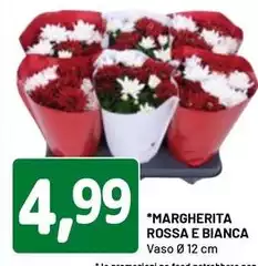 Margherita Rossa E Bianca Margherita Rossa E Bianca