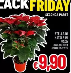 Stella - Di Natale In Vaso Stella - Di Natale In Vaso