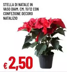 Stella - Di Natale In Vaso Diam. Confezione Decoro Natalizio Stella - Di Natale In Vaso Diam. Confezione Decoro Natalizio