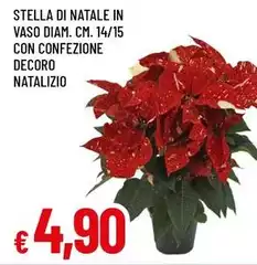Stella - Di Natale In Vaso Diam. Cm. 14/15 Con Confezione Decoro Natalizio Stella - Di Natale In Vaso Diam. Cm. 14/15 Con Confezione Decoro Natalizio