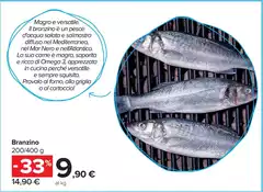 magro - Branzino magro - Branzino