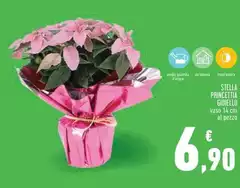 Gioiella - Stella Princetta Gioiella - Stella Princetta