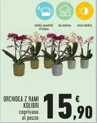 Orchidea - 2 Rami Orchidea - 2 Rami