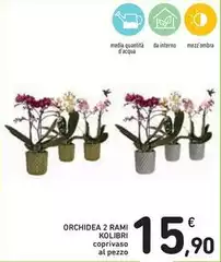 Orchidea - 2 Rami Orchidea - 2 Rami