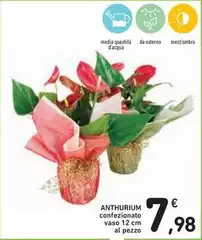 Anthurium Anthurium