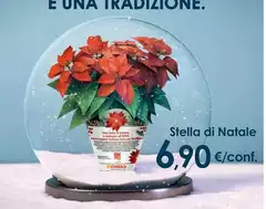 Conad - Stella Di Natale Conad - Stella Di Natale