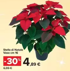 Stella - Di Natale Vaso Stella - Di Natale Vaso