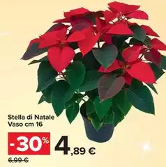 Stella Di Natale Vaso Stella Di Natale Vaso