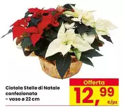 Ciotola Stelle Di Natale Confezionata Ciotola Stelle Di Natale Confezionata