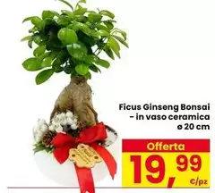 Ficus Ginseng Bonsai Ficus Ginseng Bonsai