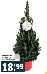 Abete Picea Abete Picea