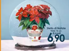 Conad - Stella Di Natale Conad - Stella Di Natale