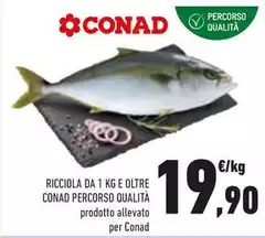 Conad - Ricciola Da 1 Kg E Oltre Percorso Qualità Conad - Ricciola Da 1 Kg E Oltre Percorso Qualità
