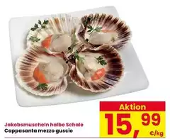 Cappasanta Mezzo Guscio Cappasanta Mezzo Guscio