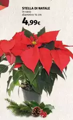 Stella - Di Natale Stella - Di Natale