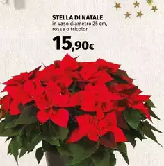 Stella - Di Natale Stella - Di Natale