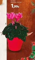 In Vasoo Diamento In Vasoo Diamento