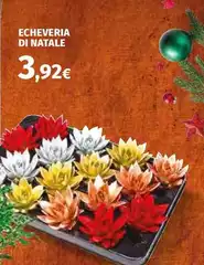 Echeveria Di Natale Echeveria Di Natale