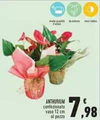 Anthurium Anthurium