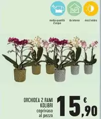 Orchidea - 2 Rami Orchidea - 2 Rami