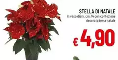 Stella - Di Natale Stella - Di Natale