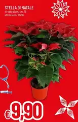 Stella - Di Natale Stella - Di Natale