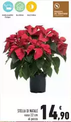 Stella - Di Natale Stella - Di Natale