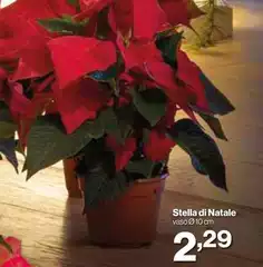 Stella - Di Natale Stella - Di Natale