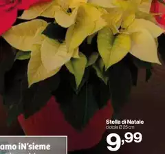 Stella - Di Natale Stella - Di Natale