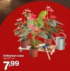 Anthurium Rosso Anthurium Rosso