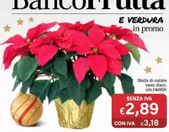 Stella -  Di Natale Vaso Diam.