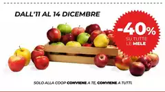 Solo - Dall'11 Al 14 Dicembre Solo - Dall'11 Al 14 Dicembre