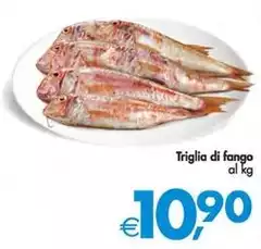 Triglia Di Fango Triglia Di Fango