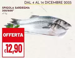 Spigola Sardegna 300/600 Spigola Sardegna 300/600