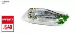 Sardina Sardina