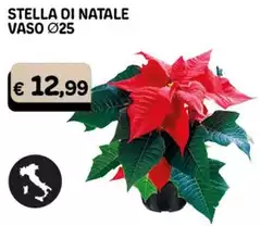 Stella Di Natale Vaso Ø25 Stella Di Natale Vaso Ø25
