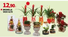 Bromelia Vaso Alto Bromelia Vaso Alto