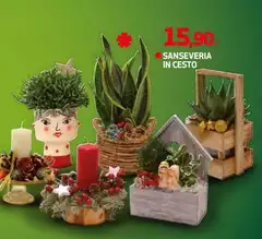 Sanseveria In Cesto Sanseveria In Cesto