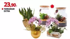 Terrarium Extra Terrarium Extra