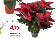 Poinsettia Poinsettia