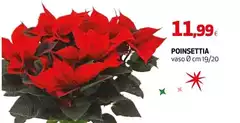 Poinsettia Poinsettia