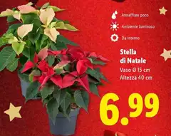 Stella Di Natale Stella Di Natale