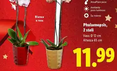 Phalaenopsis, 2 Steli Phalaenopsis, 2 Steli