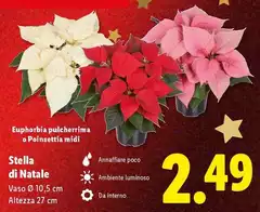 Stella Di Natale Stella Di Natale