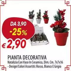 Pianta Decorativa Pianta Decorativa