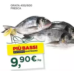 Bassi - Orata 400/600 Bassi - Orata 400/600