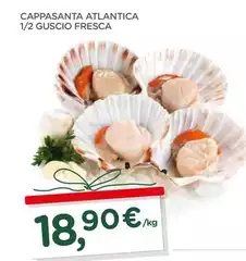 Cappasanta Atlantica 1/2 Guscio Fresca Cappasanta Atlantica 1/2 Guscio Fresca