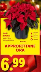 Stella Di Natale Stella Di Natale