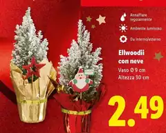 Ellwoodii Con Neve Ellwoodii Con Neve